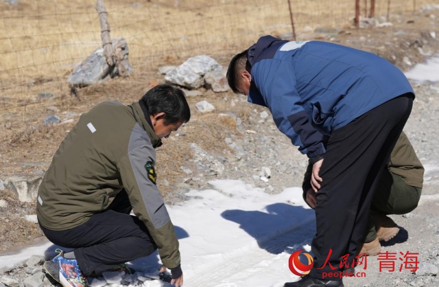 鄭偉國（右）和管護員查看車轍印。人民網 顧斐菲攝