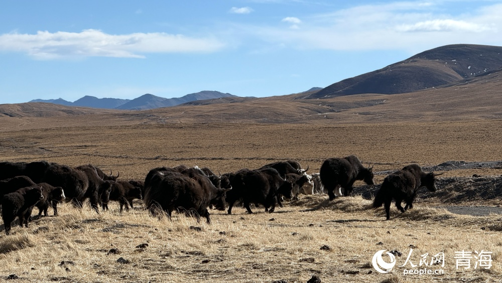 冬季合理化放牧。人民網記者 況玉攝