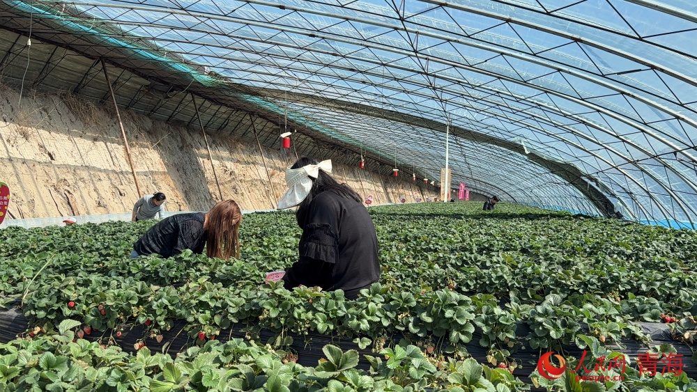 市民採摘草莓。人民網記者 況玉攝