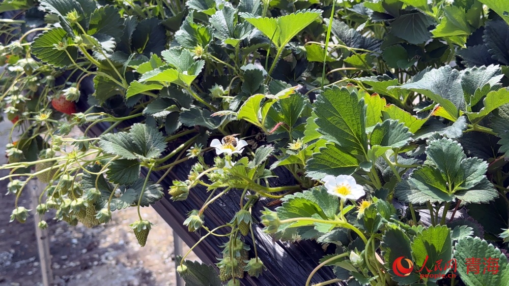 草莓大棚內春意盎然。人民網記者 況玉攝