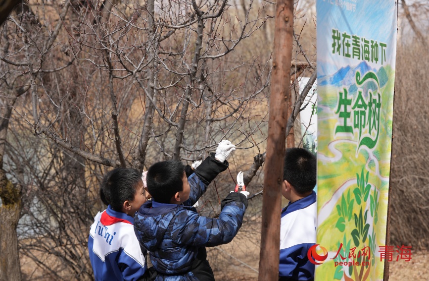 学生给树木修剪枯枝。人民网记者 甘海琼摄
