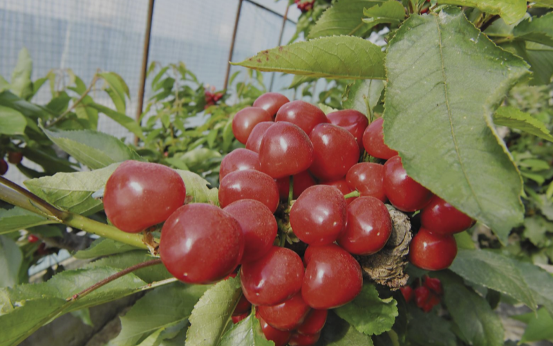 旱地湾里樱桃红