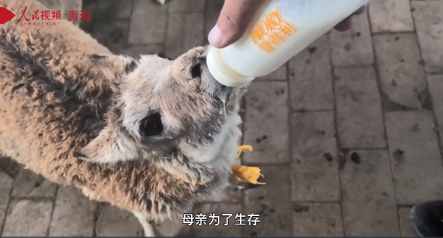 每一隻放歸的藏羚羊，都是我們的孩子