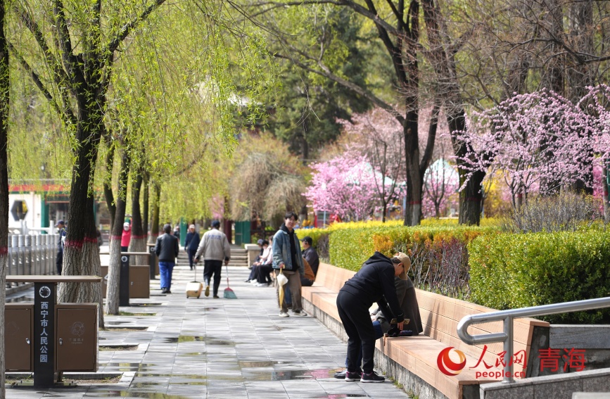 春花盛开，柳树抽芽。人民网记者 甘海琼摄
