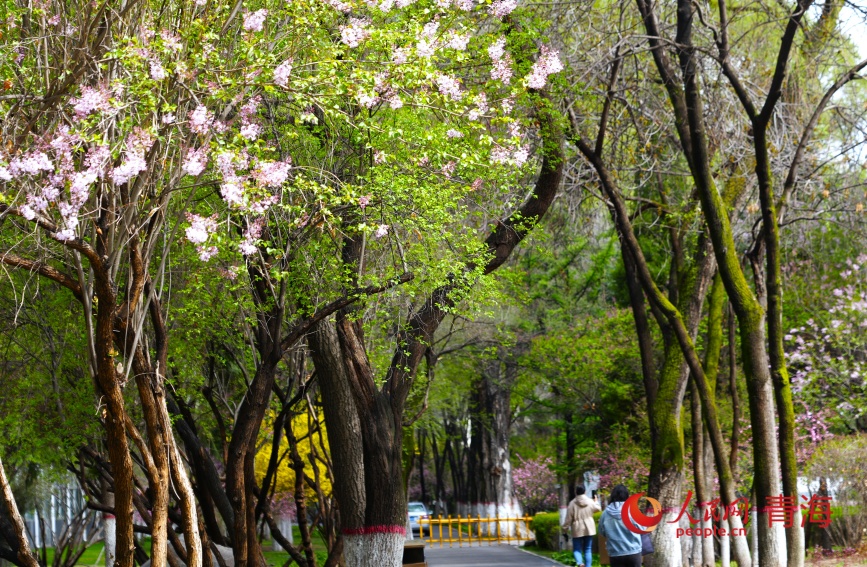 丁香花绽放。人民网记者 甘海琼摄