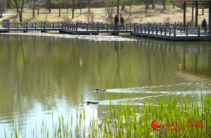 水鸟在湿地活动。人民网记者 甘海琼摄