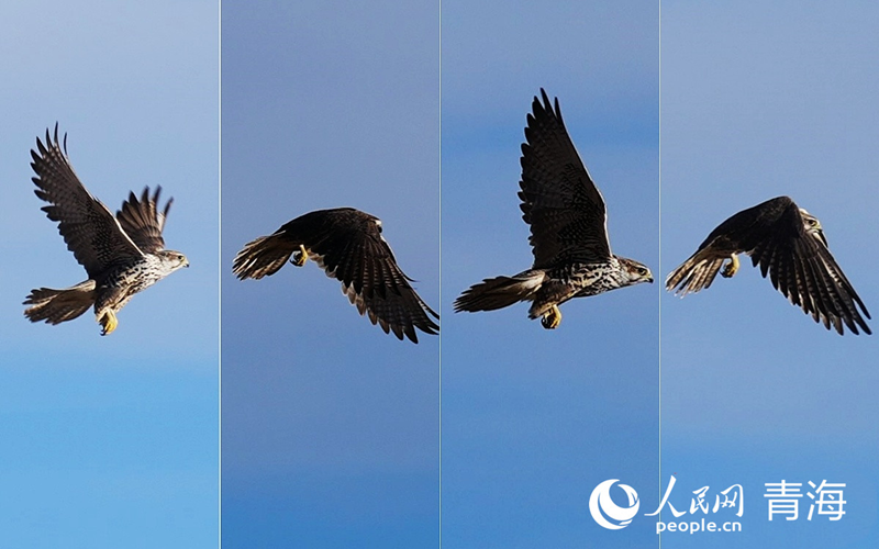 九年数据“把脉” 青海为祁连山建起“体检档案”