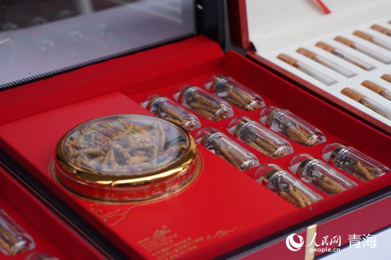 虫草飘香季  客从四方来