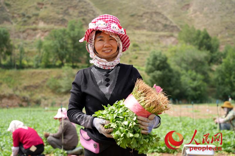 村民在田间采收香菜