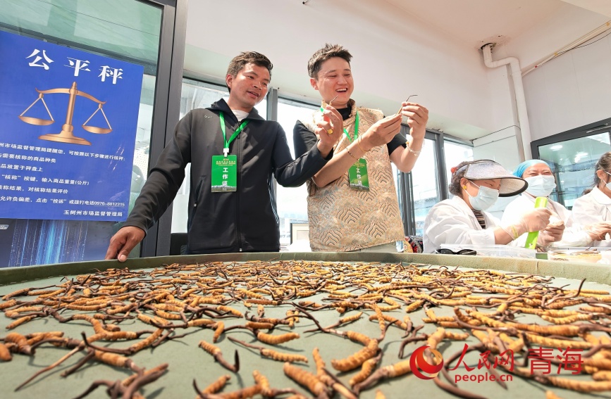 客商查看虫草品质。人民网记者 甘海琼摄
