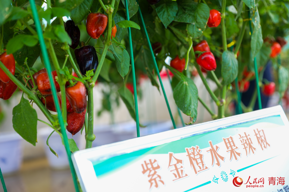水果辣椒。人民网记者 况玉摄