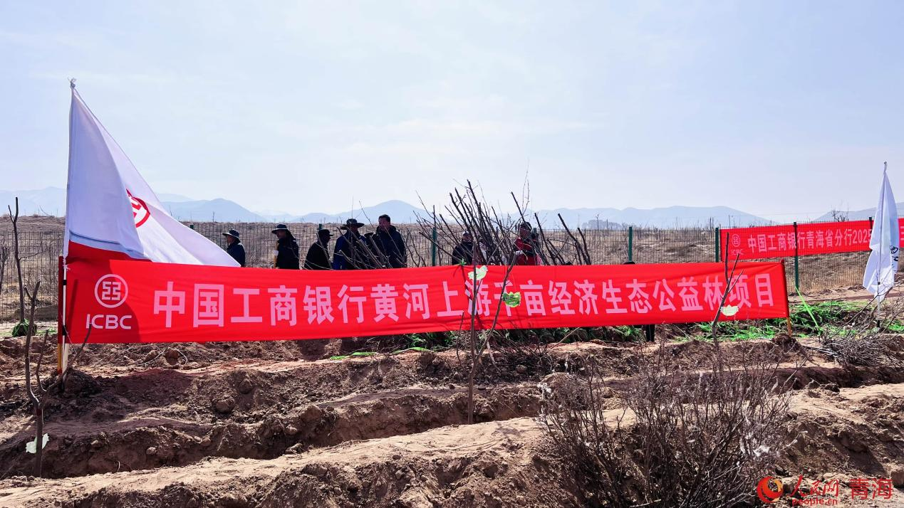 中国工商银行黄河上游千亩经济生态公益林。人民网 顾斐菲摄