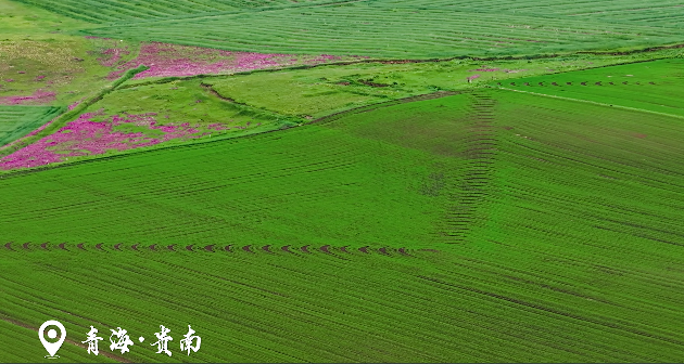 吾鄉“貴”綠 |貴南風起 綠浪接天