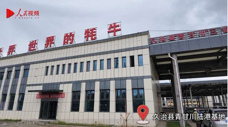青海久治：活畜貿易陸港基地 實現牛羊高價值輸出