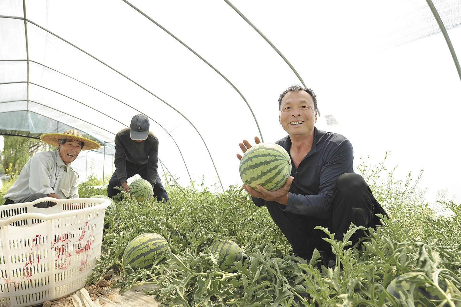高原西瓜架起东西协作富民桥