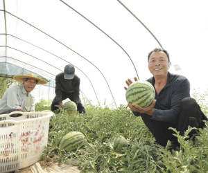 高原西瓜架起东西协作富民桥