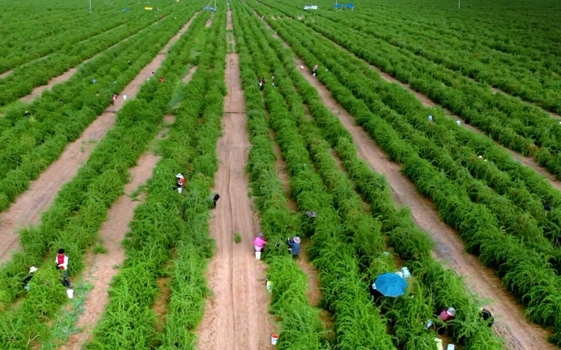 顆顆都是“致富果”！柴達木盆地枸杞迎豐收