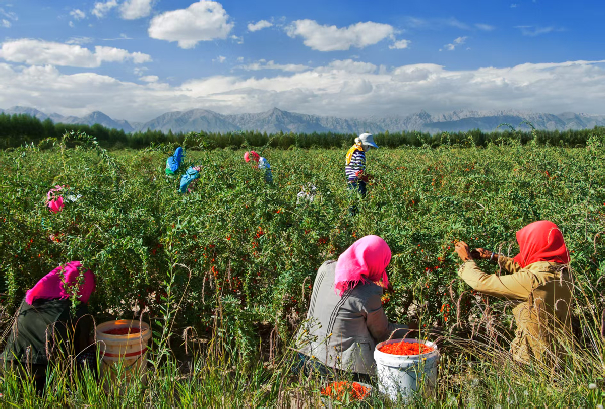 秋染柴达木 “鲜”果出昆仑