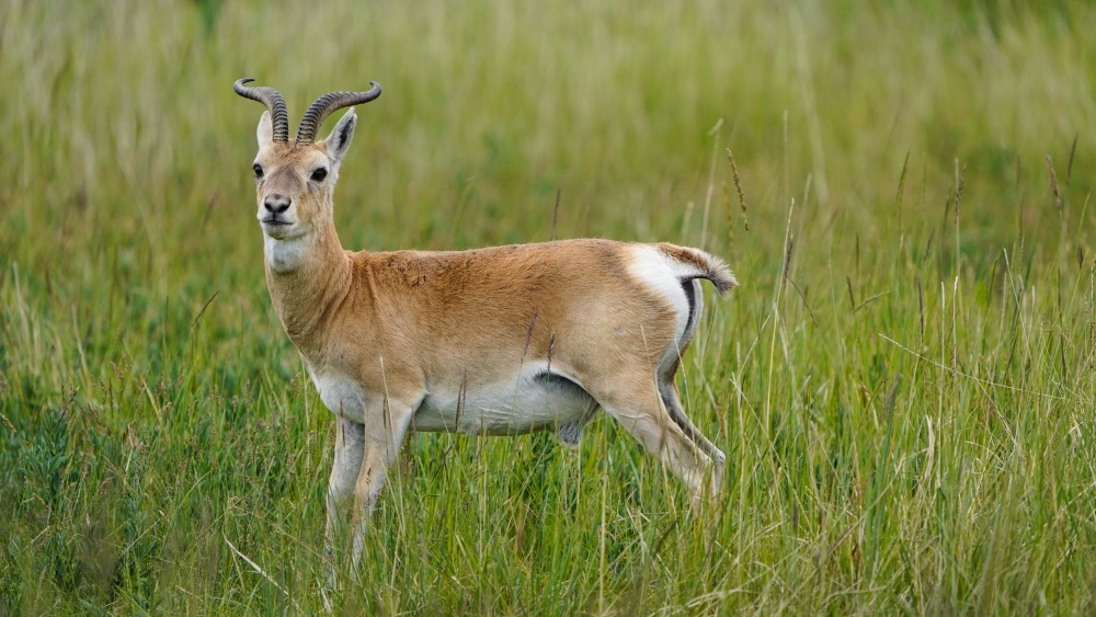 普氏原羚救护繁育种群数量首次破百