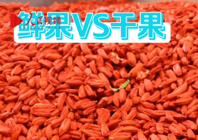 鮮果VS干果 枸杞的本真密碼