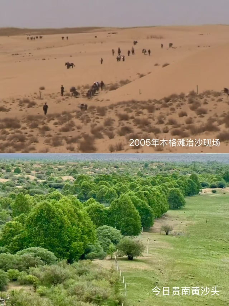 贵南治沙区今昔对比图。人民网记者 甘海琼摄
